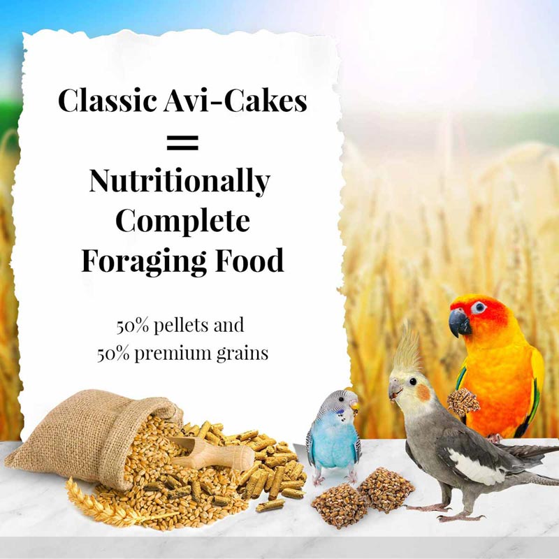 Bird holding and chewing a Lafeber Avi-Cake