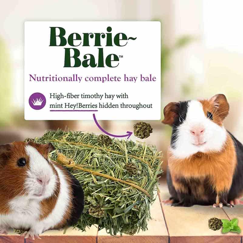 Guinea pig foraging through a Lafeber Berrie-Bale