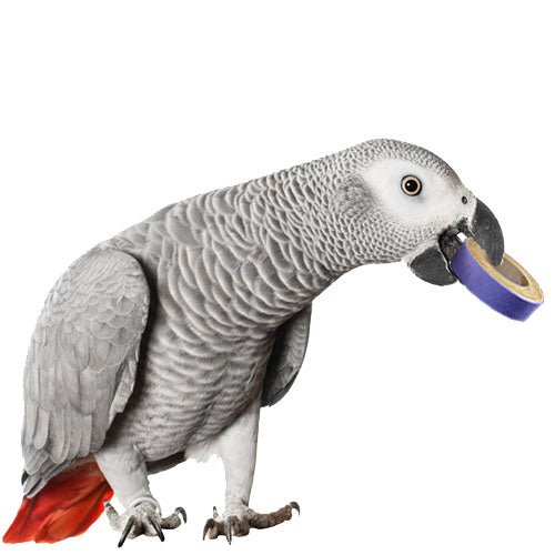 Super Bird Creations fatty bagels bird toy refill, 24 pack