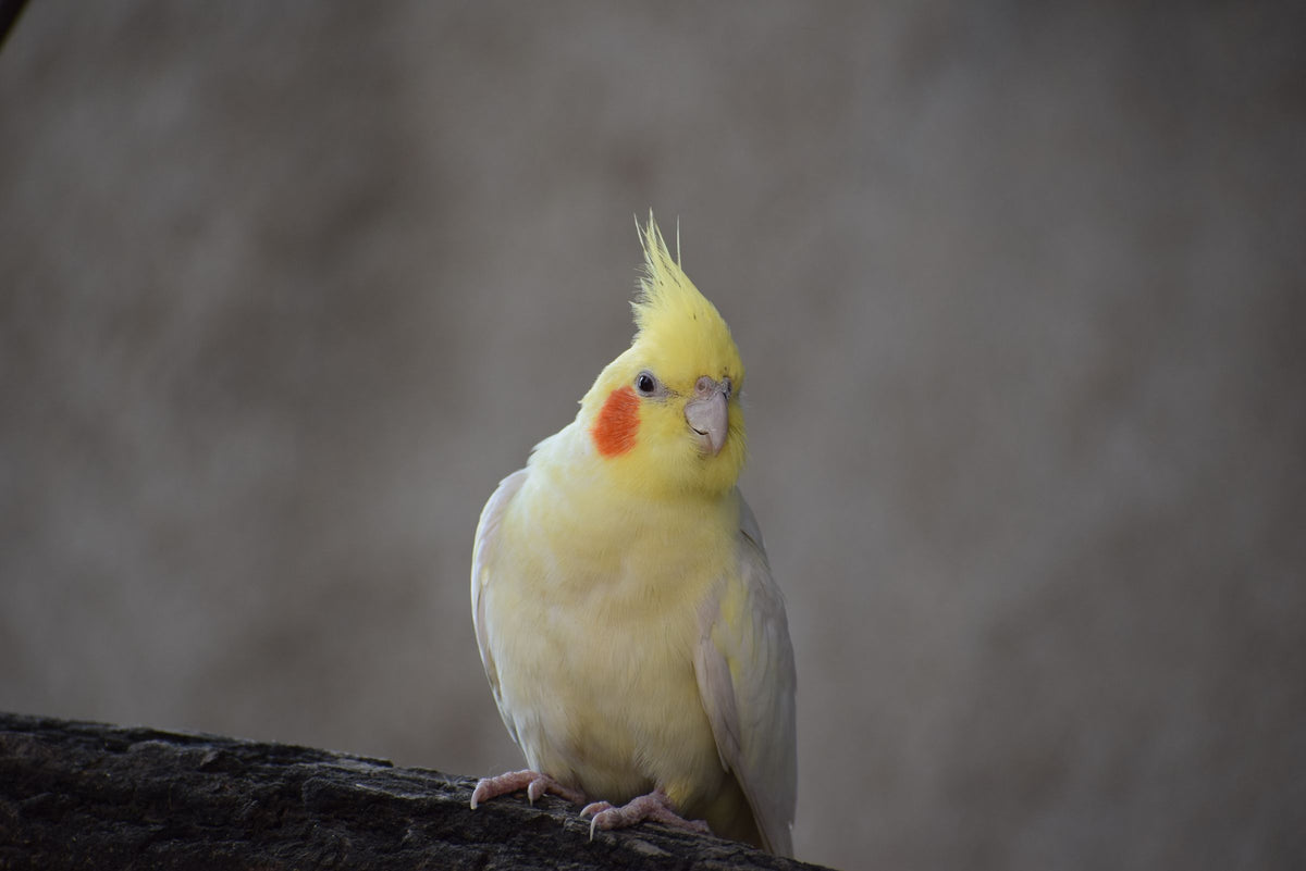 Cockatiel perched and looking towards the camera