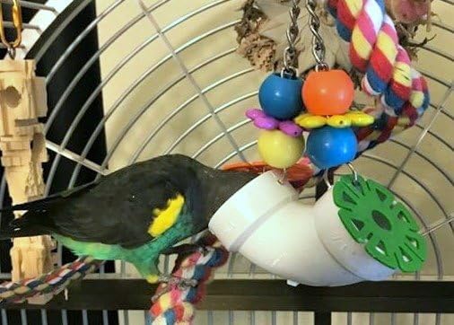 PVC Forager Bird Toy, Medium/Large