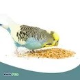 Volkman Super Parakeet Bird Food 4lb